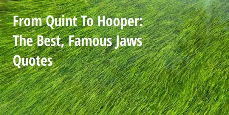 From Quint To Hooper: The Best, Famous Jaws Quotes - Big Hive Mind